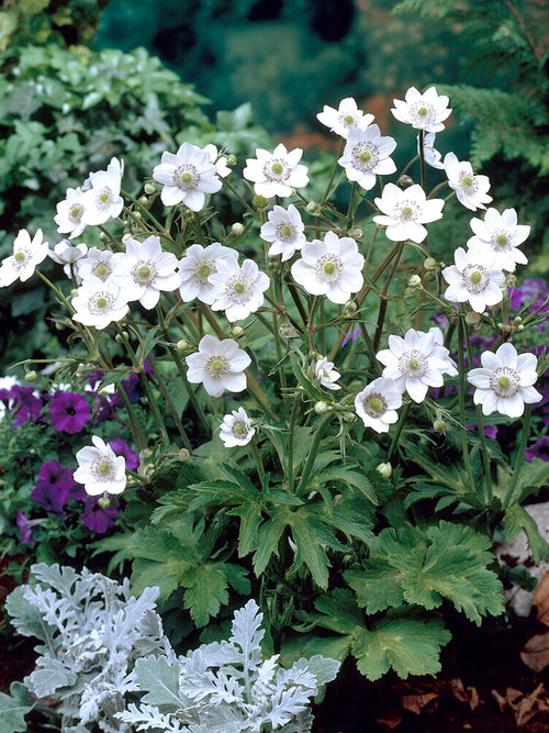 Kup Anemone Leveillei z gołymi korzeniami do sadzenia wiosną