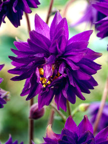 Orlik Blue Barlow (Aquilegia)