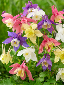 Orlik McKana Hybrids Mix (Aquilegia)