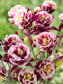 Orlik Winky Red and White (Aquilegia)