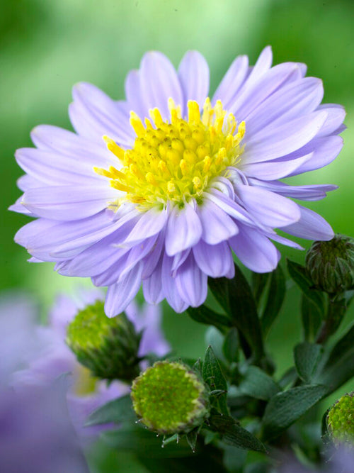 Aster Lady in Blue z gołymi korzeniami