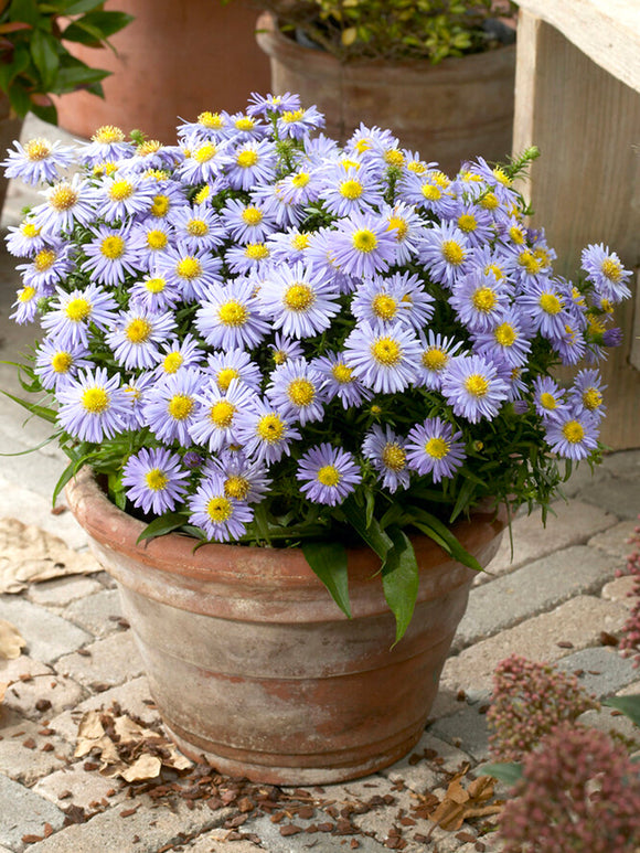 Aster Lady in Blue z gołymi korzeniami