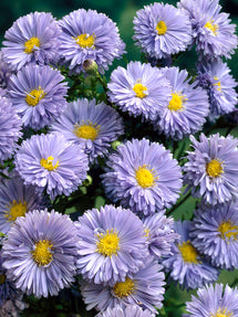 Aster Nowobelgijski Marie Ballard