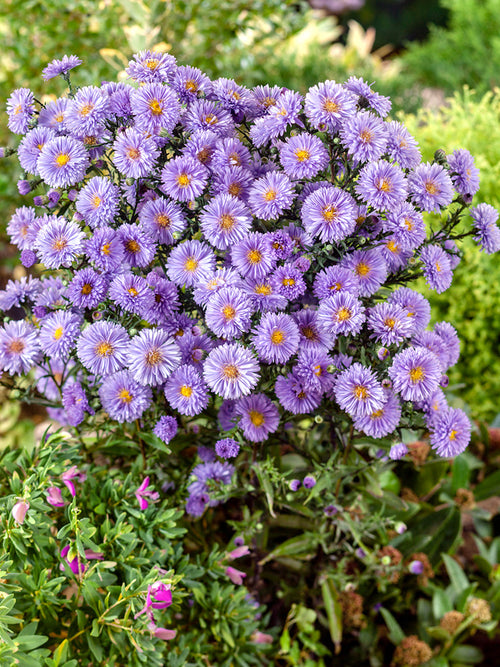 Aster novi-belgii Marie Ballard