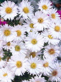 Aster Nowobelgijski White Ladies