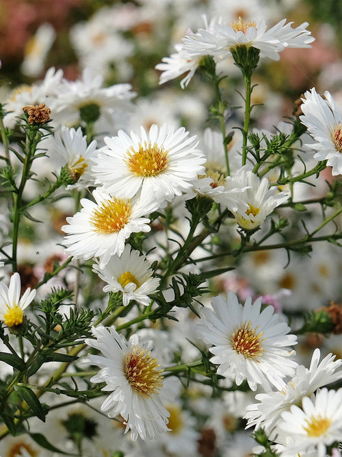 Aster nowobelgijski ‘White Ladies’