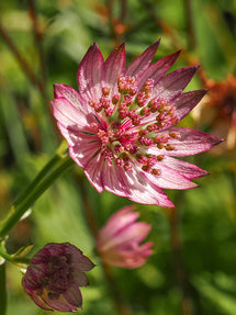 Jarzmianka większa Sparkling Stars Pink (Astrantia)