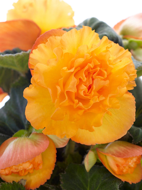 Kup cebulki Begonia AmeriHybrid® Picotee Ruffled Apricot