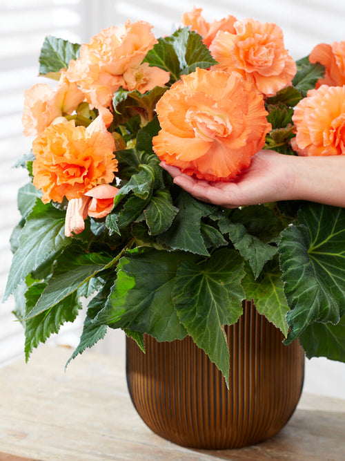 Begonia Picotee Ruffled Apricot