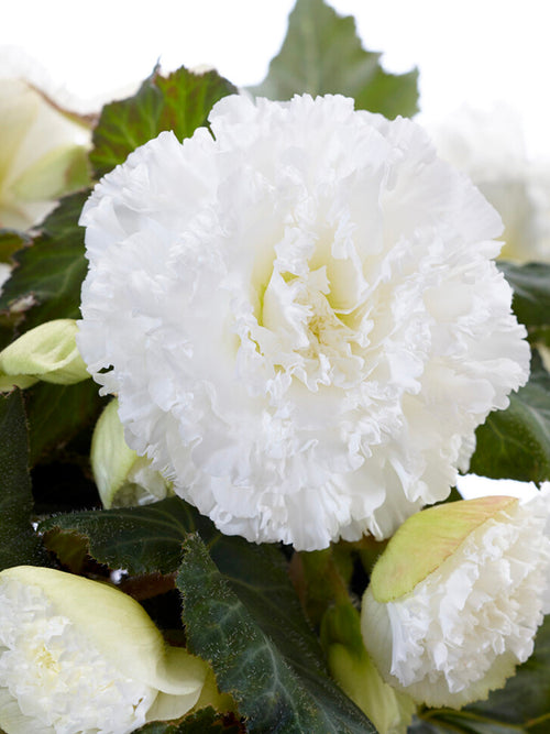 Begonia Picotee Ruffled White Bulwy