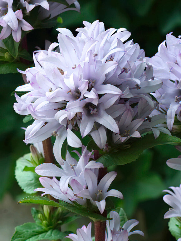 Dzwonek skupiony Emerald (Campanula)