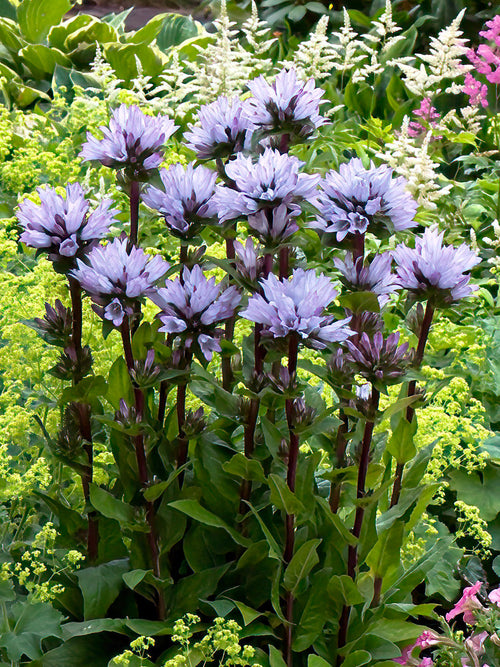 Dzwonek skupiony Emerald (Campanula)