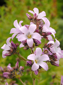 Dzwonek Loddon Anna (Campanula)