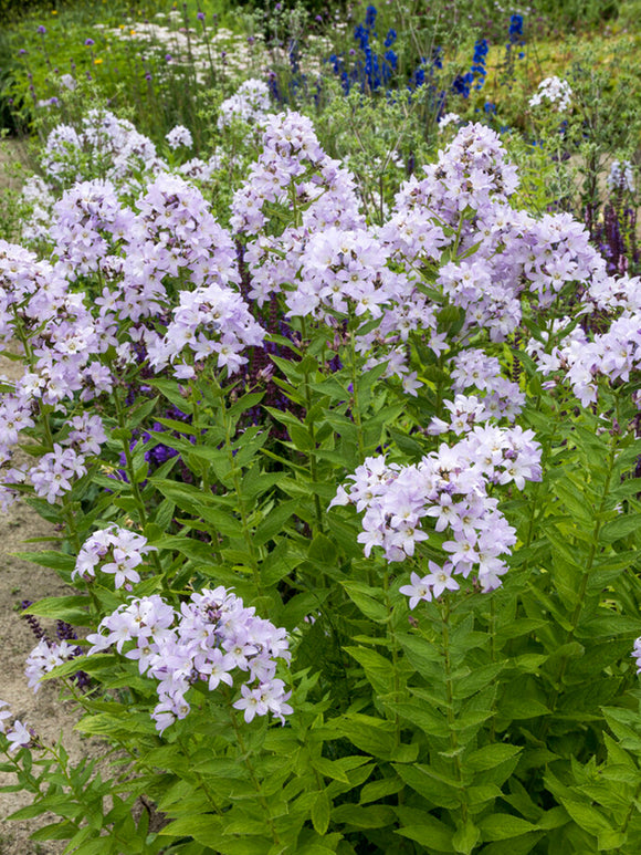 Dzwonek Loddon Anna (Campanula)