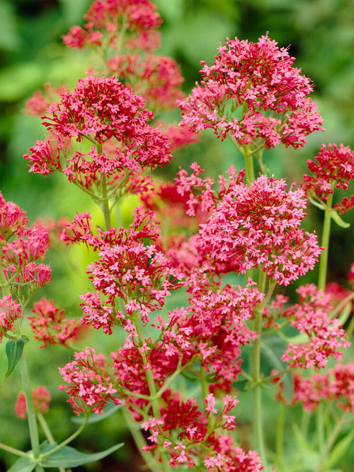 Ostrogowiec Coccineus 