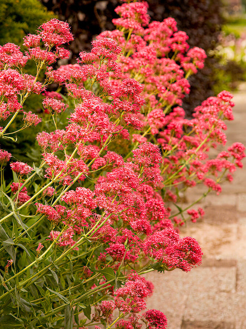 Centranthus ruber 'Atrococcineus' rośliny z gołym korzeniem