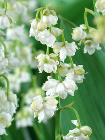 Convallaria majalis Prolificans (Konwalia majowa)