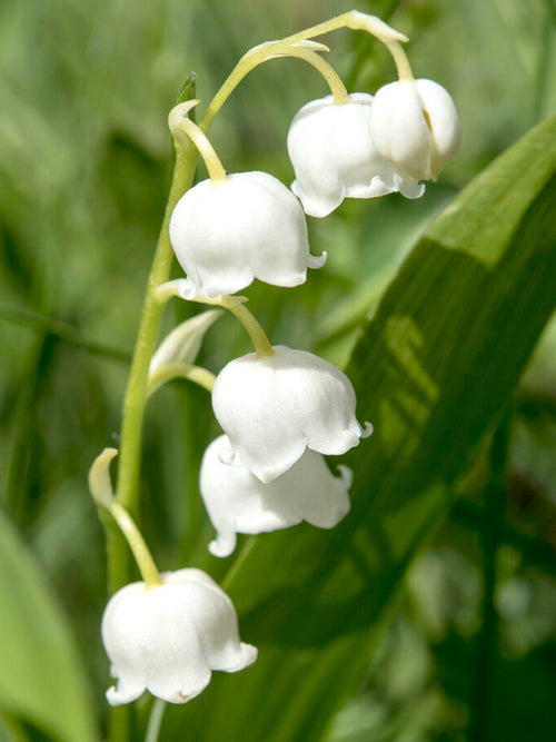 Kup Convallaria majalis (Konwalia majowa)