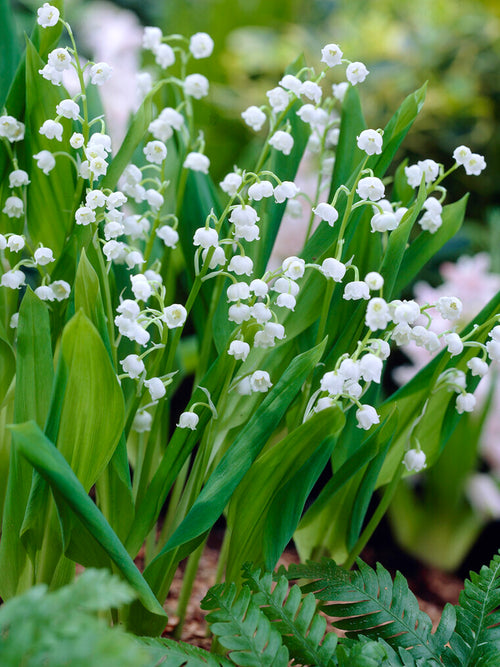 Convallaria majalis (Konwalia majowa)