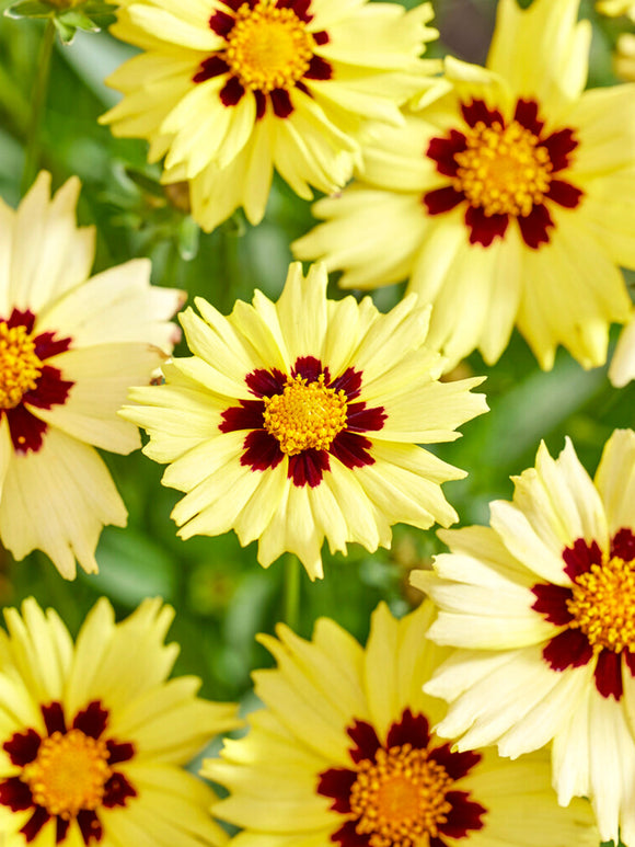 Nachyłek Solar Moon (Coreopsis)