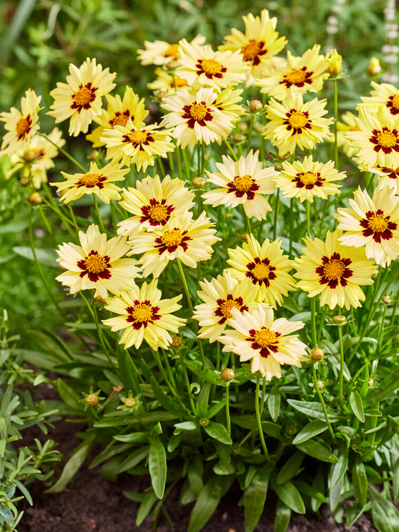 Nachyłek Solar Moon (Coreopsis)