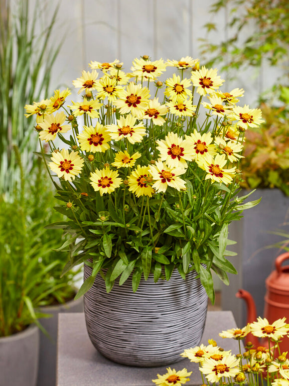 Nachyłek Solar Moon (Coreopsis)