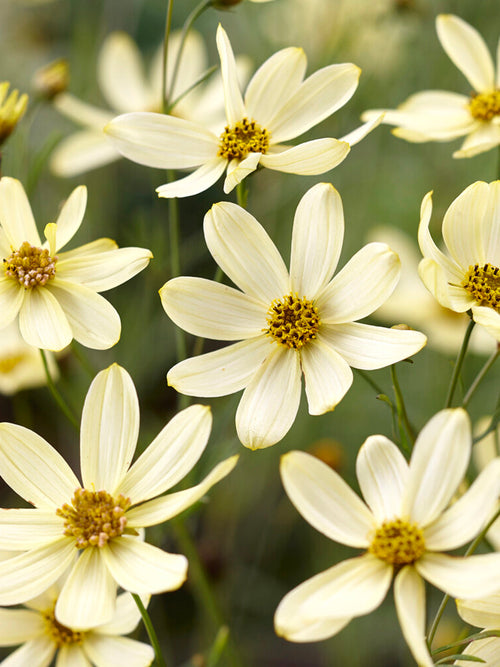 Nachyłek Moonbeam (Coreopsis)