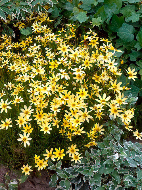 Nachyłek Moonbeam (Coreopsis)