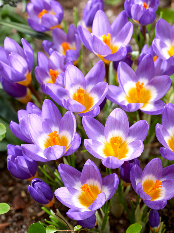 Kup Krokus sieberi Tricolor