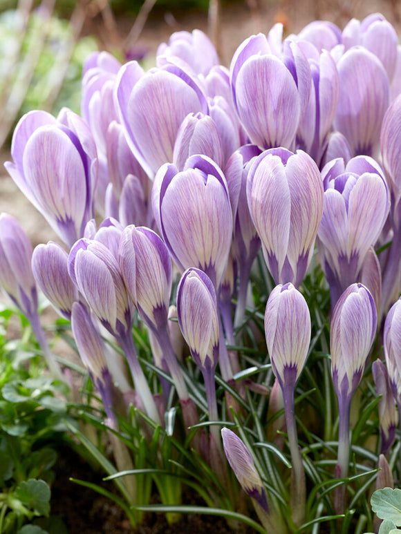 Crocus tommasinianus 'Striped Bird'