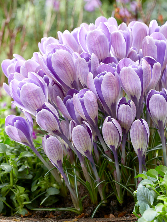 Crocus tommasinianus 'Striped Bird'