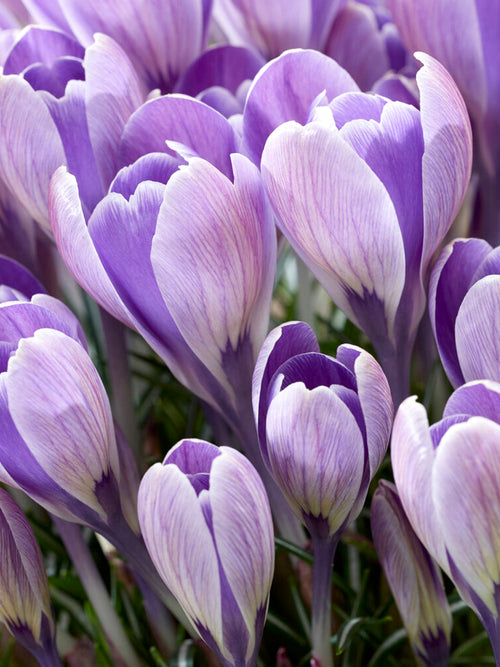 Crocus tommasinianus 'Striped Bird'