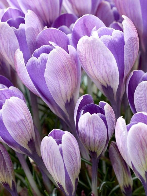 Crocus tommasinianus 'Striped Bird'