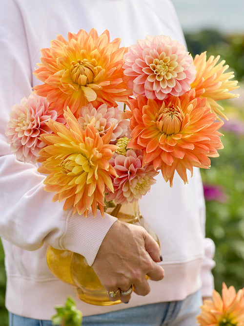 Dahlia Coral Whisper Collection