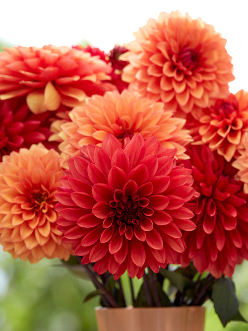 Dahlia Harvest Sunset Collection