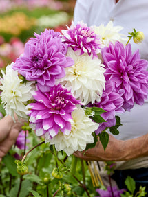 Kolekcja Dalii Lilac Lace