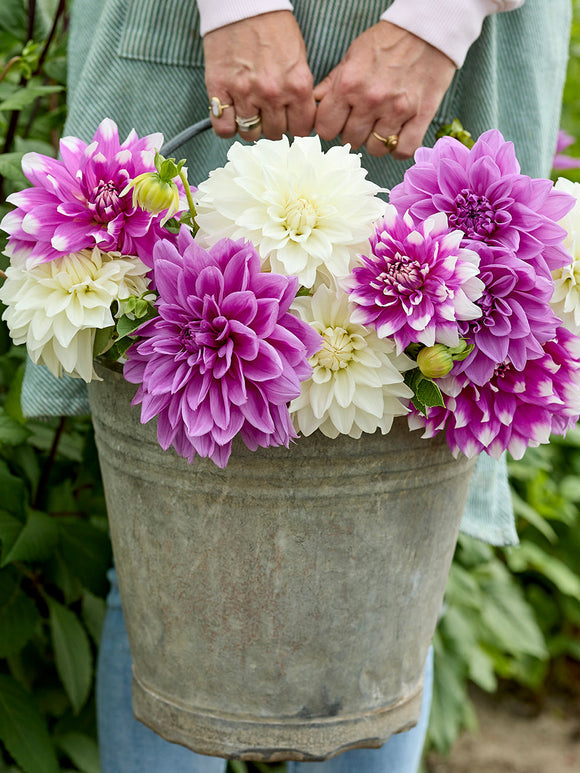 Dahlia Lilac Lace Collection