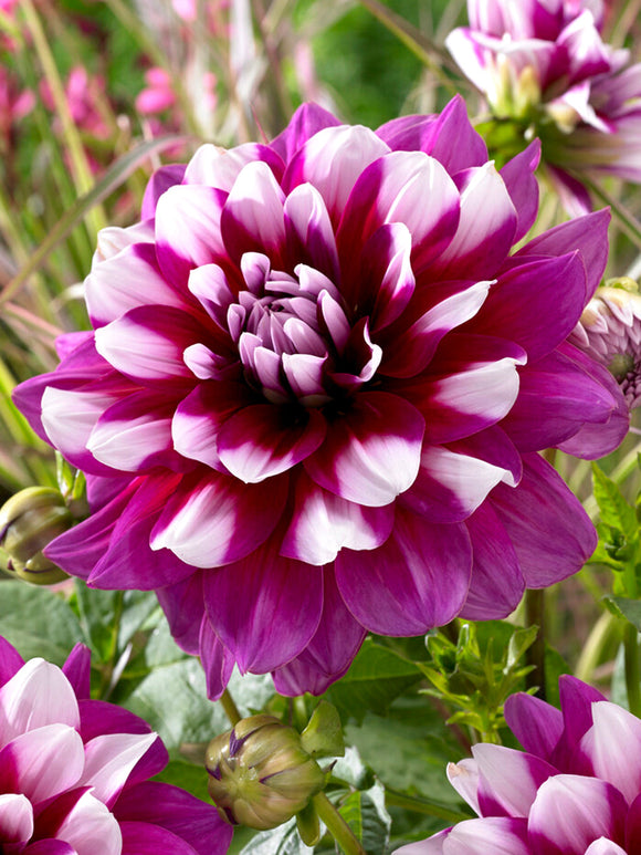 Dahlia 'Patches'