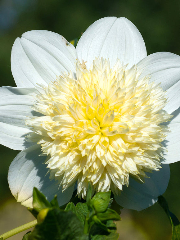 Dahlia Platinum Blonde