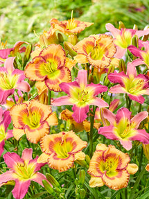 Liliowiec Fruity Kiss (Hemerocallis)