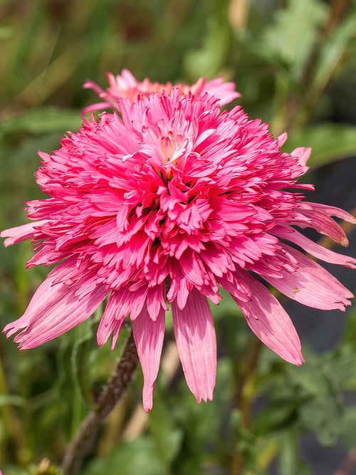 Echinacea Mini Belle (Jeżówką)