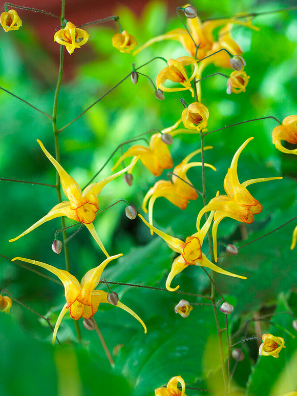 Epimedium Amber Queen, Bare Roots