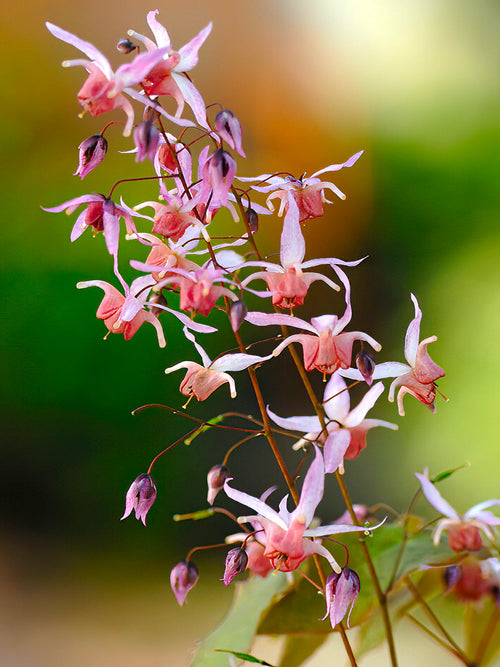 Epimedium Pink Elf