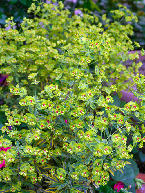 Euphorbia martinii ‘Ascot Rainbow’ (Wilczomlecz)