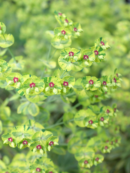 Euphorbia martinii ‘Ascot Rainbow’ (Wilczomlecz)