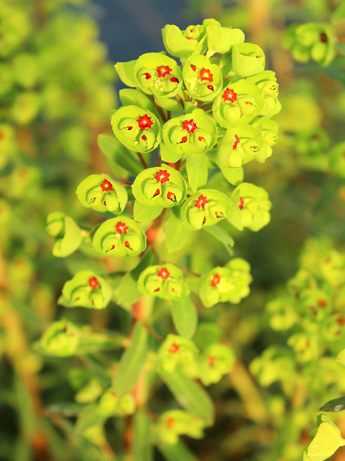 Euphorbia martinii ‘Ascot Rainbow’ (Wilczomlecz)