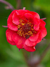 Kuklik Flames of Passion (Geum)