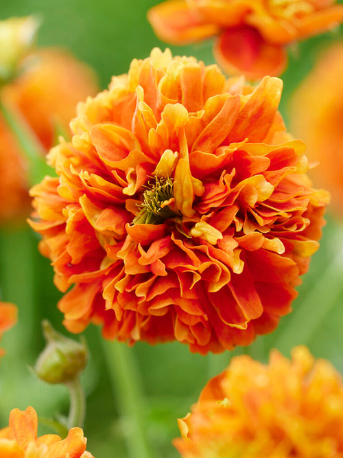 Kuklik Orange Pumpkin (Geum)