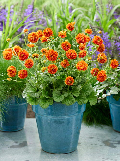 Kuklik Orange Pumpkin (Geum)