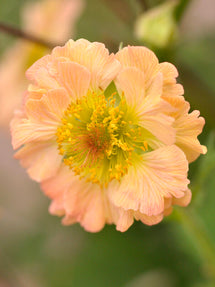 Kuklik Totally Tangerine (Geum)